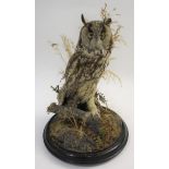 LONG EARED OWL (Asio otus) & GLASS DOME a mounted Long Eared Owl, perched on a tree branch and