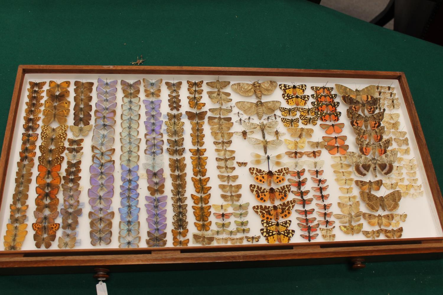 COLLECTORS CABINET BY WATKINS & DONCASTER - BUTTERFLIES & MOTHS a walnut collectors cabinet with - Image 20 of 23