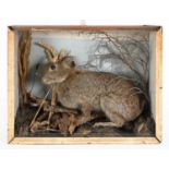 CASED 'HORNED' HARE a made up mounted specimen set in a naturalistic background with a drawn