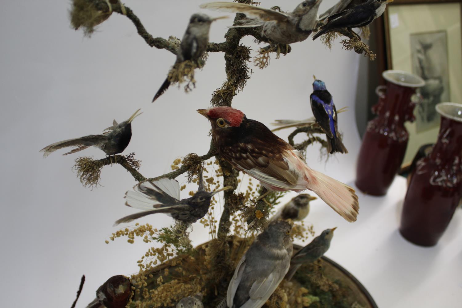 VICTORIAN CASED BIRDS & GLASS DOME - DIORAMA a large display of exotic stuffed birds including - Image 5 of 10