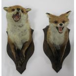 TWO HALF MOUNT FOXES ON SHIELDS - PHIL LEGGETT two half mount Foxes, on oak shields and with