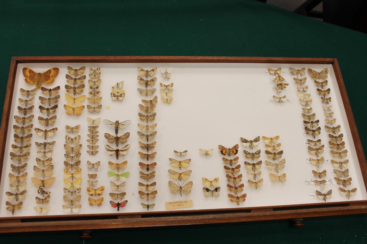 COLLECTORS CABINET BY WATKINS & DONCASTER - BUTTERFLIES & MOTHS a walnut collectors cabinet with - Image 15 of 23