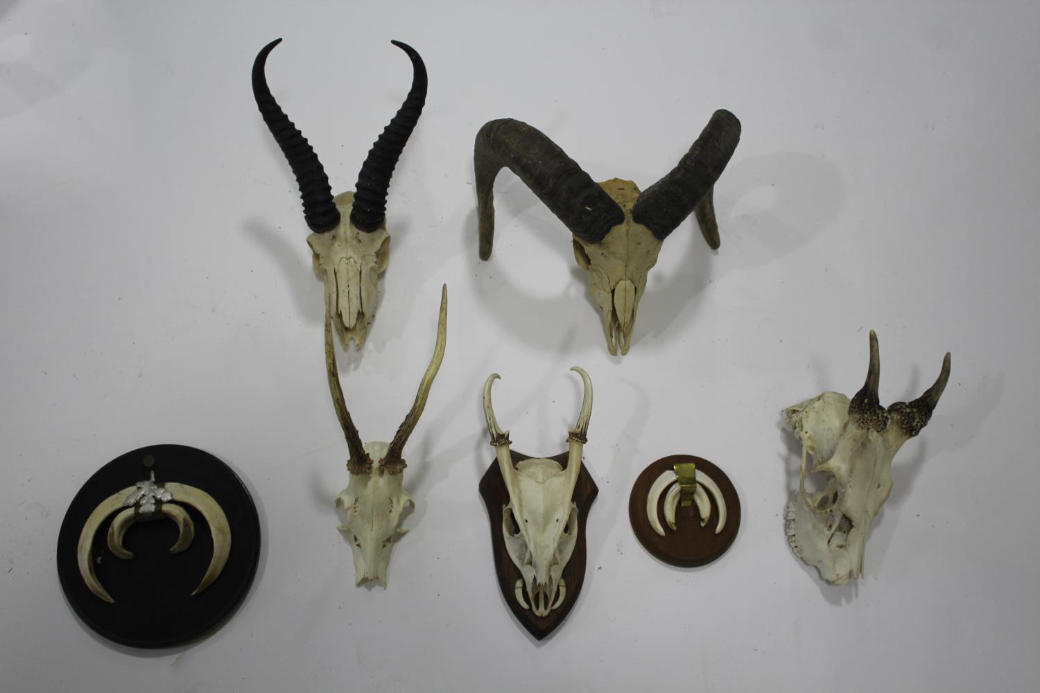 ANIMAL HORNS & SKULLS a mixed lot including a Springbok, Mouflon, Wild Boar (mounted with RWS