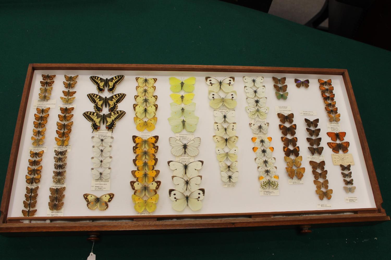 COLLECTORS CABINET BY WATKINS & DONCASTER - BUTTERFLIES & MOTHS a walnut collectors cabinet with - Image 10 of 23