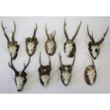 MOUNTED ROE DEER ANTLERS & SKULLS 9 various specimens, all mounted on wooden shields and with labels