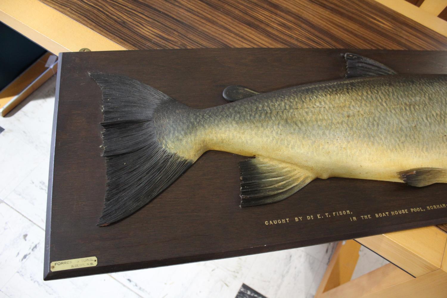 CARVED & PAINTED HALF BLOCK MODEL OF A SALMON - NORHAM ON TWEED, 1922 a large and impressive painted - Image 2 of 25