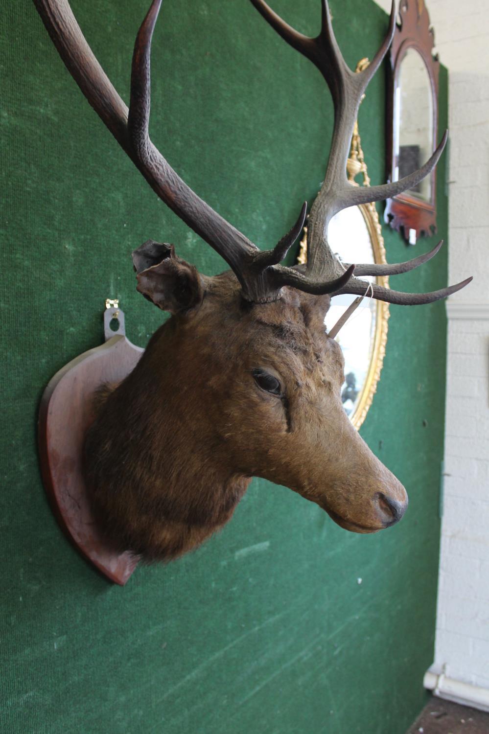 MOUNTED STAGS HEAD a large 12 point Stags head, mounted on an oak shield. *This has been in the - Image 3 of 6