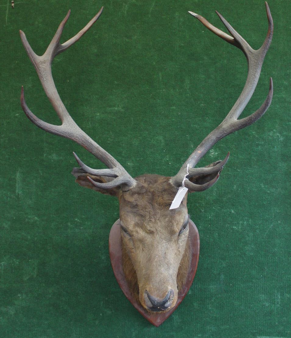 MOUNTED STAGS HEAD a large 12 point Stags head, mounted on an oak shield. *This has been in the - Image 2 of 6