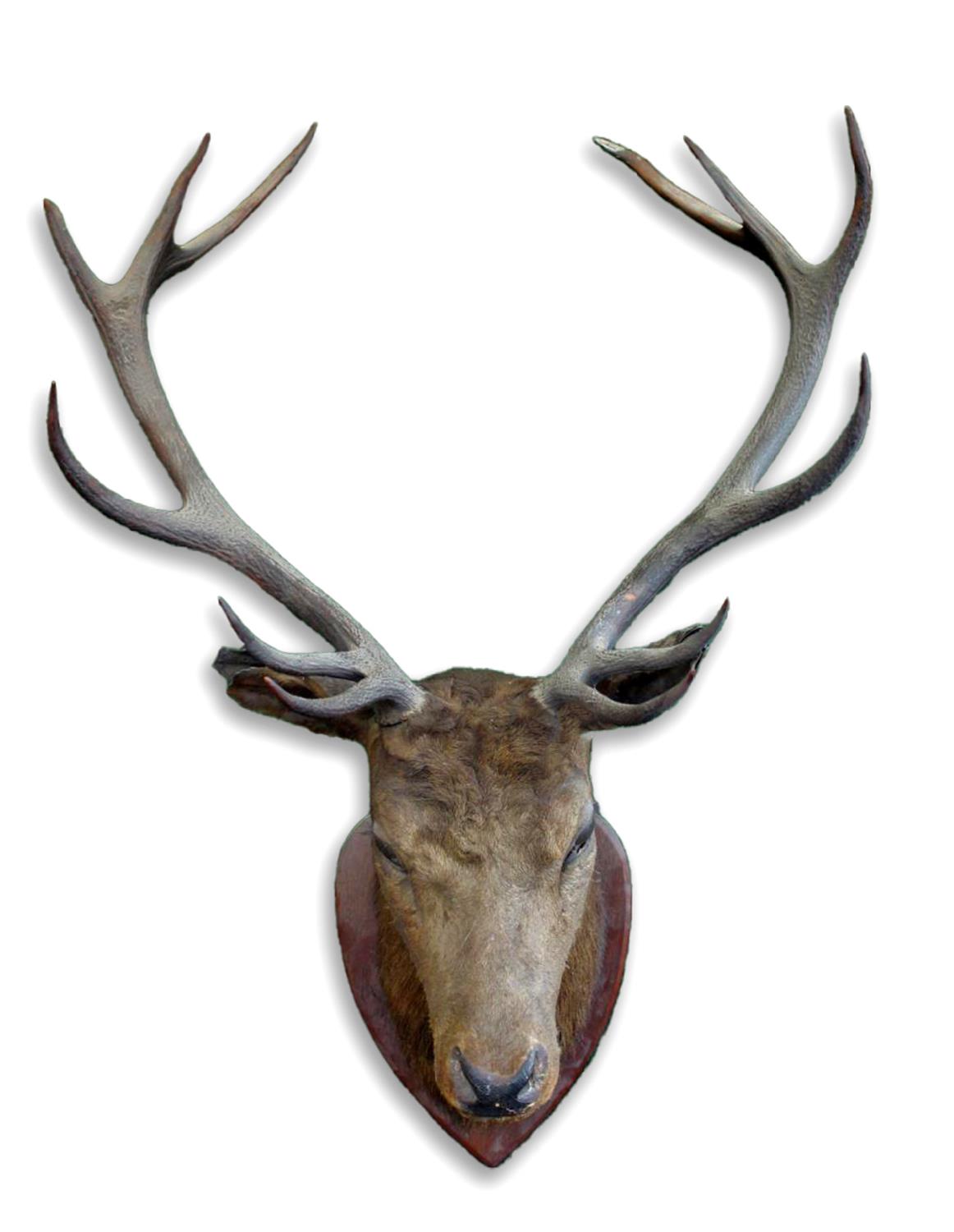 MOUNTED STAGS HEAD a large 12 point Stags head, mounted on an oak shield. *This has been in the