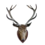 MOUNTED STAGS HEAD a large 12 point Stags head, mounted on an oak shield. *This has been in the