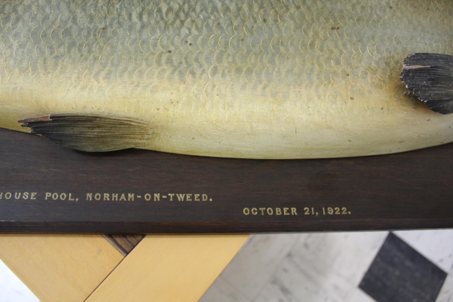 CARVED & PAINTED HALF BLOCK MODEL OF A SALMON - NORHAM ON TWEED, 1922 a large and impressive painted - Image 7 of 25