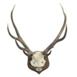 MOUNTED RED DEER STAG ANTLERS - SUTHERLAND a set of 8 point antlers and skull, mounted on a wooden