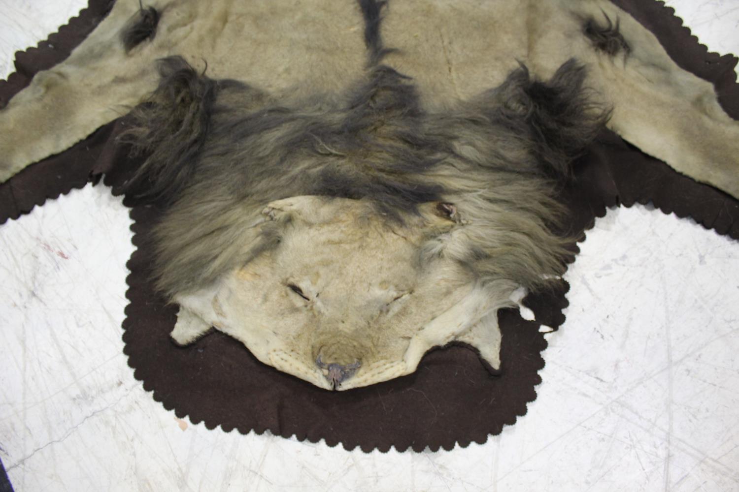 PETER SPICER & SONS - LION SKIN a full mounted flat Lion skin, mounted on a material backing. With a - Image 4 of 11