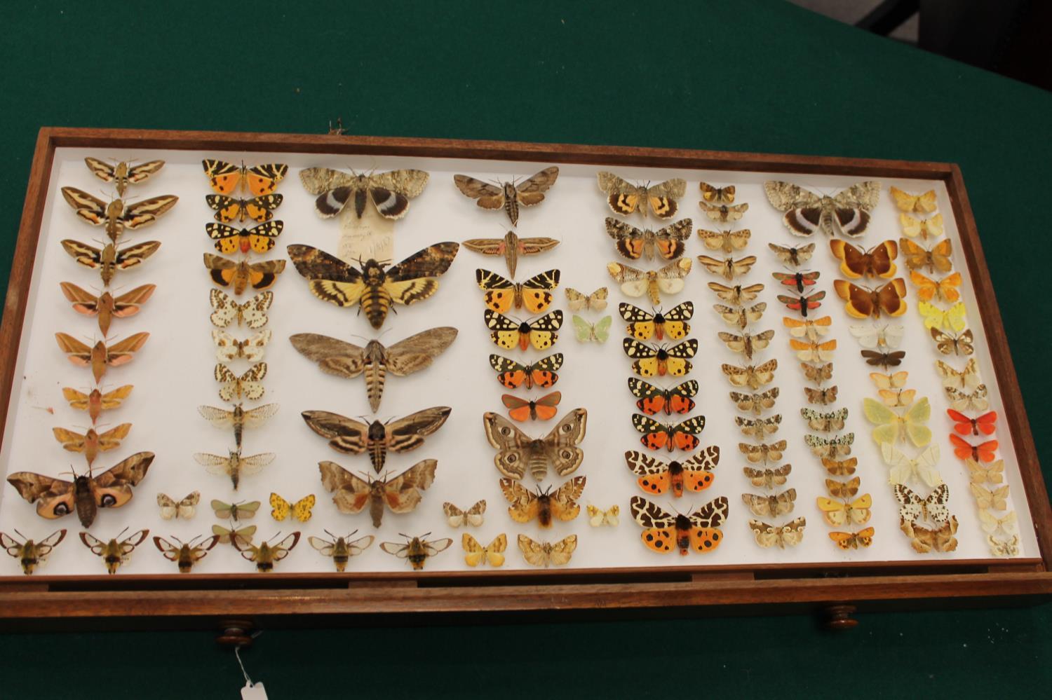 COLLECTORS CABINET BY WATKINS & DONCASTER - BUTTERFLIES & MOTHS a walnut collectors cabinet with - Image 18 of 23