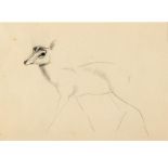 JOHN SKEAPING, RA (1901-1980). A DUIKER. (d) Charcoal , 25 x 35.5cm. * Some spots of foxing; some