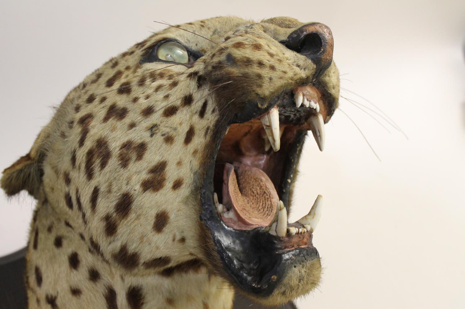 TAXIDERMY - MOUNTED LEOPARD HEAD, INDIAN INTEREST. - Image 20 of 23