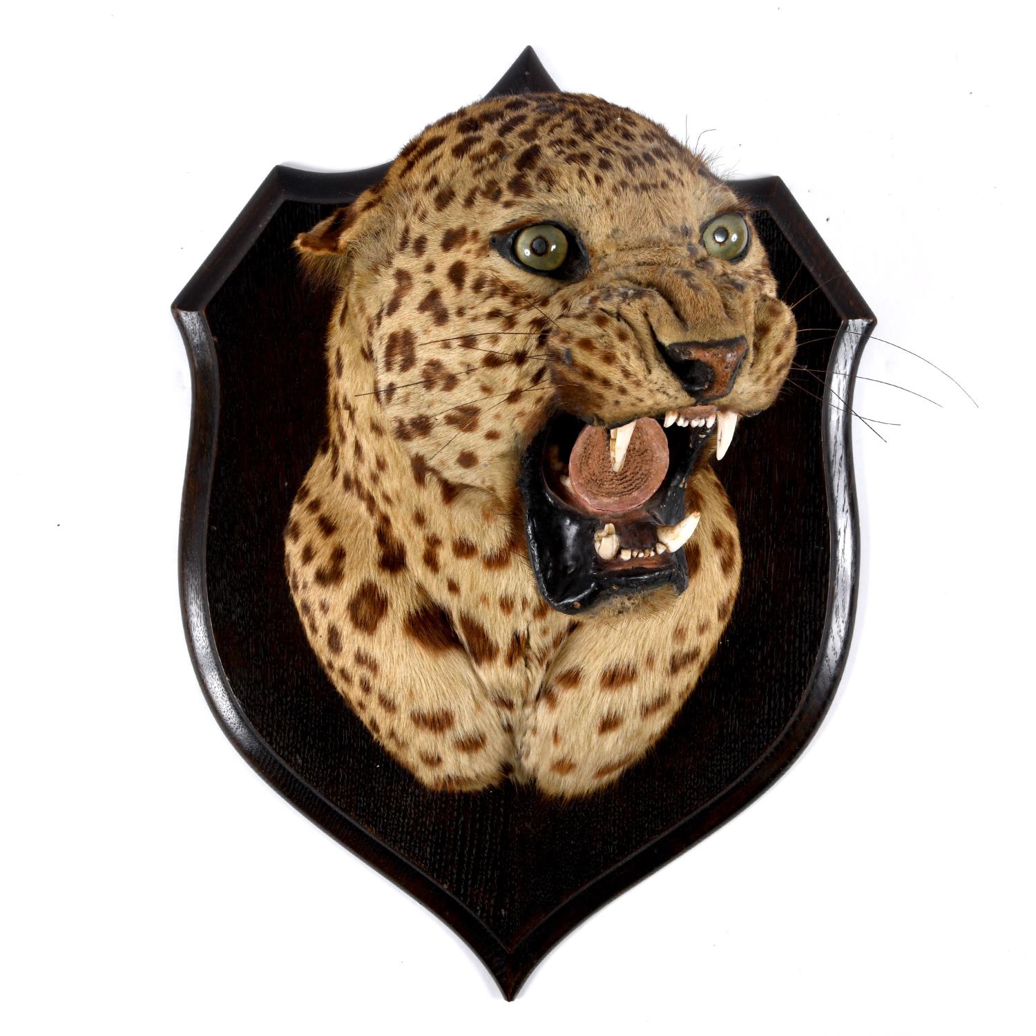 TAXIDERMY - MOUNTED LEOPARD HEAD, INDIAN INTEREST.