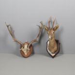 TAXIDERMY - MOUNTED DEER HEAD, NEW FOREST 1959, & MOUNTED ANTLERS.