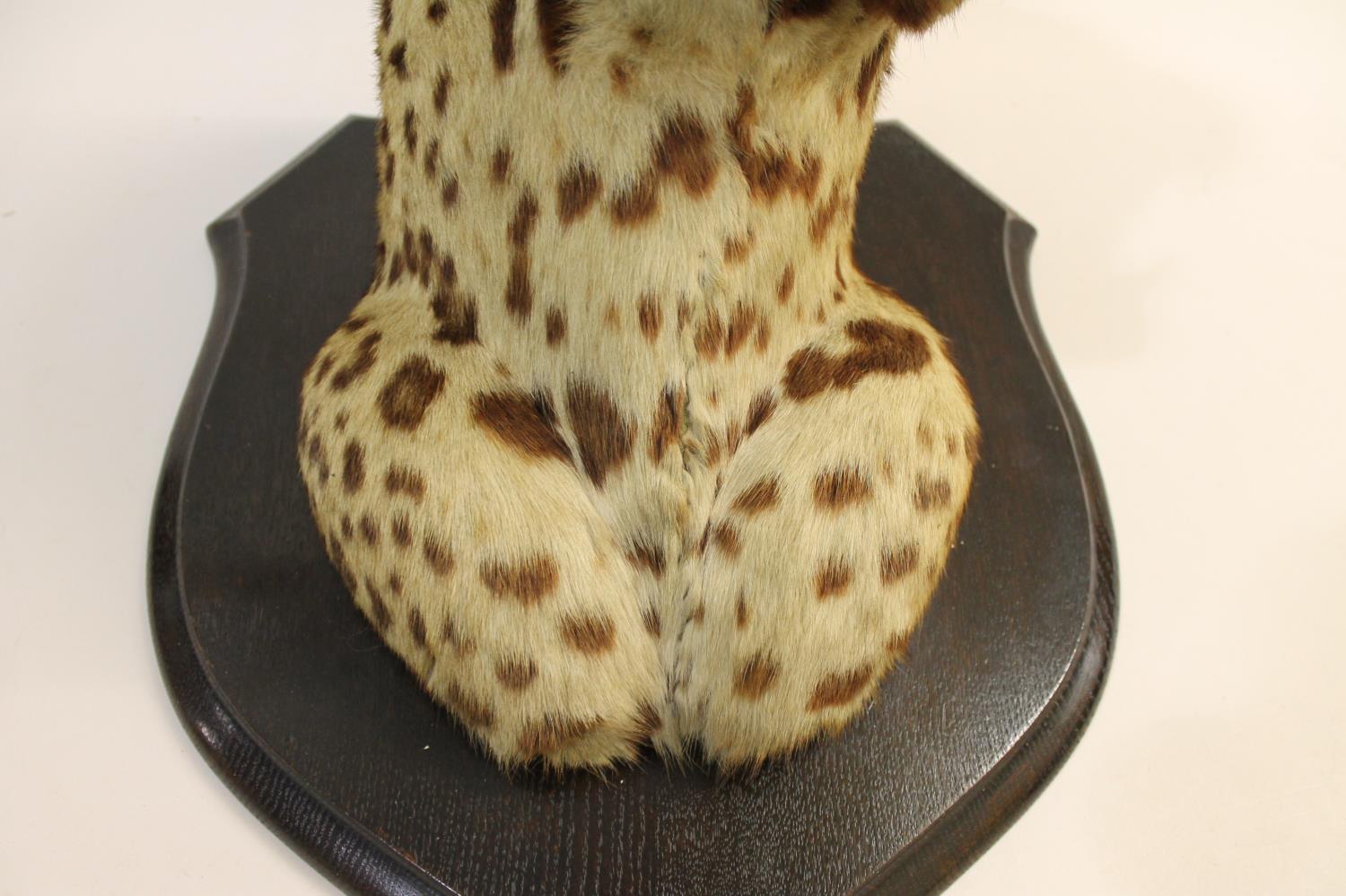 TAXIDERMY - MOUNTED LEOPARD HEAD, INDIAN INTEREST. - Image 11 of 23