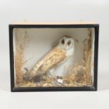 TAXIDERMY - CASED BARN OWL.