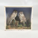 TAXIDERMY - TWO CASED LONG EARED OWLS.