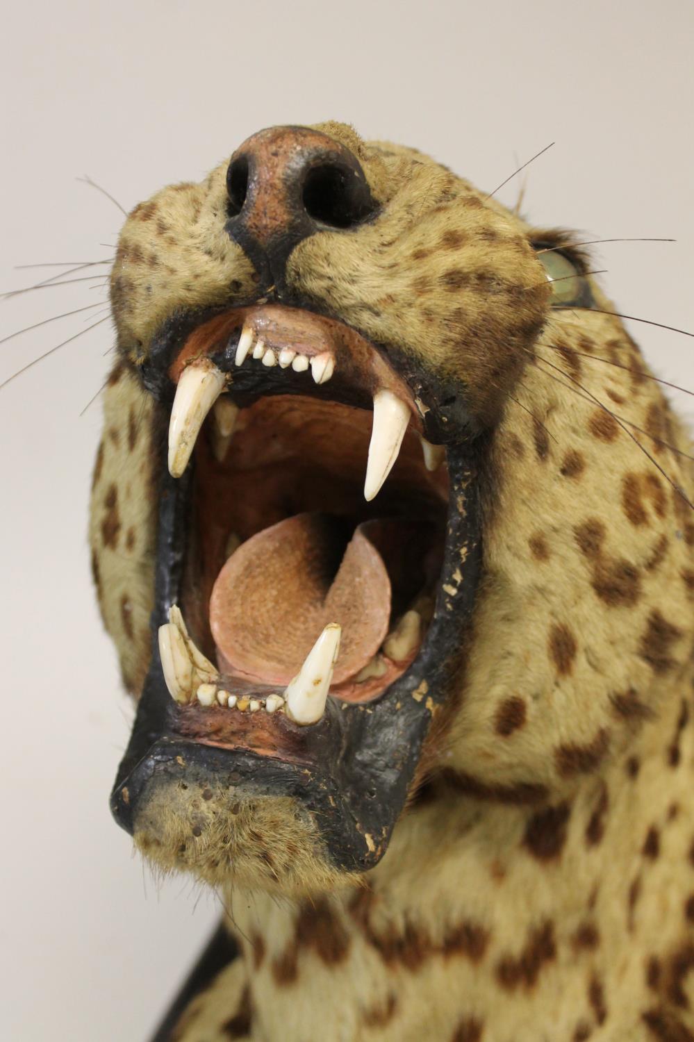 TAXIDERMY - MOUNTED LEOPARD HEAD, INDIAN INTEREST. - Image 23 of 23