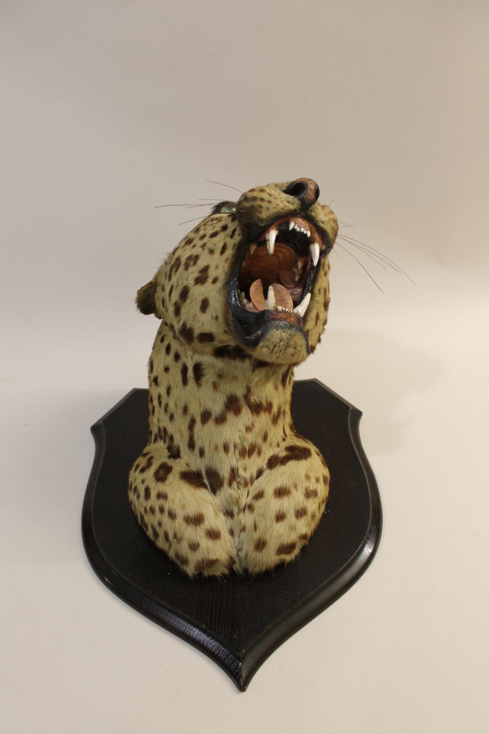 TAXIDERMY - MOUNTED LEOPARD HEAD, INDIAN INTEREST. - Image 6 of 23