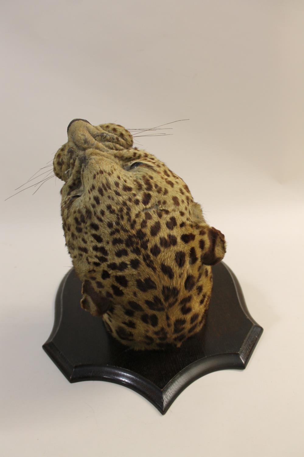 TAXIDERMY - MOUNTED LEOPARD HEAD, INDIAN INTEREST. - Image 5 of 23