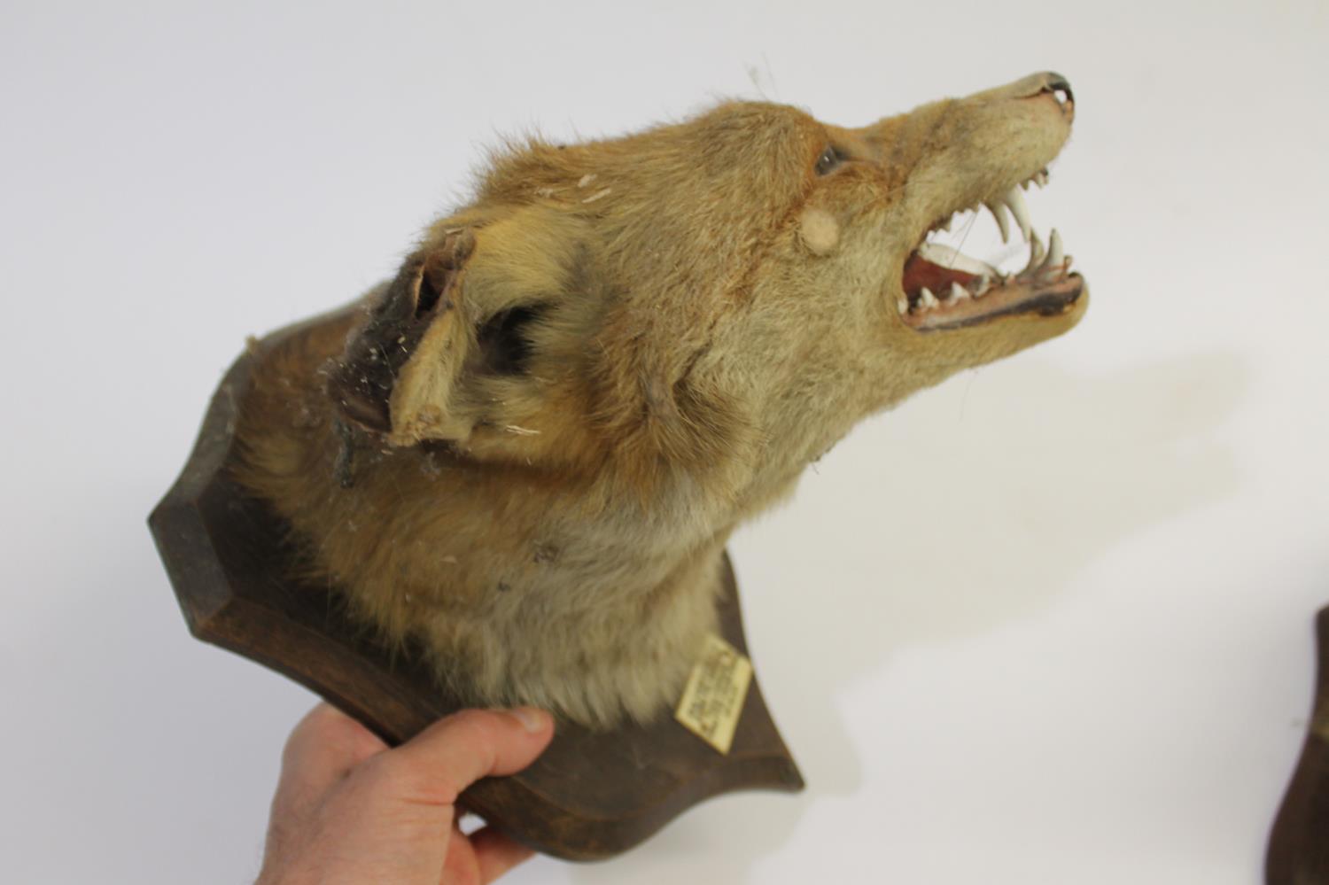 TAXIDERMY - TWO PETER SPICER FOX MASKS, DULVERTON FOX HOUNDS. - Image 8 of 12