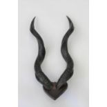TAXIDERMY INTEREST - MOUNTED ANIMAL HORNS.