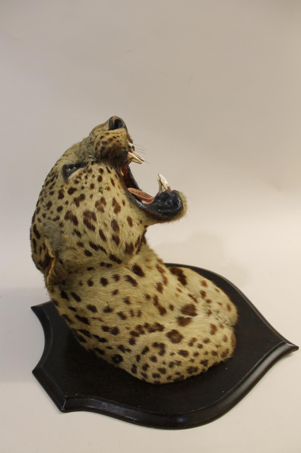 TAXIDERMY - MOUNTED LEOPARD HEAD, INDIAN INTEREST. - Image 3 of 23