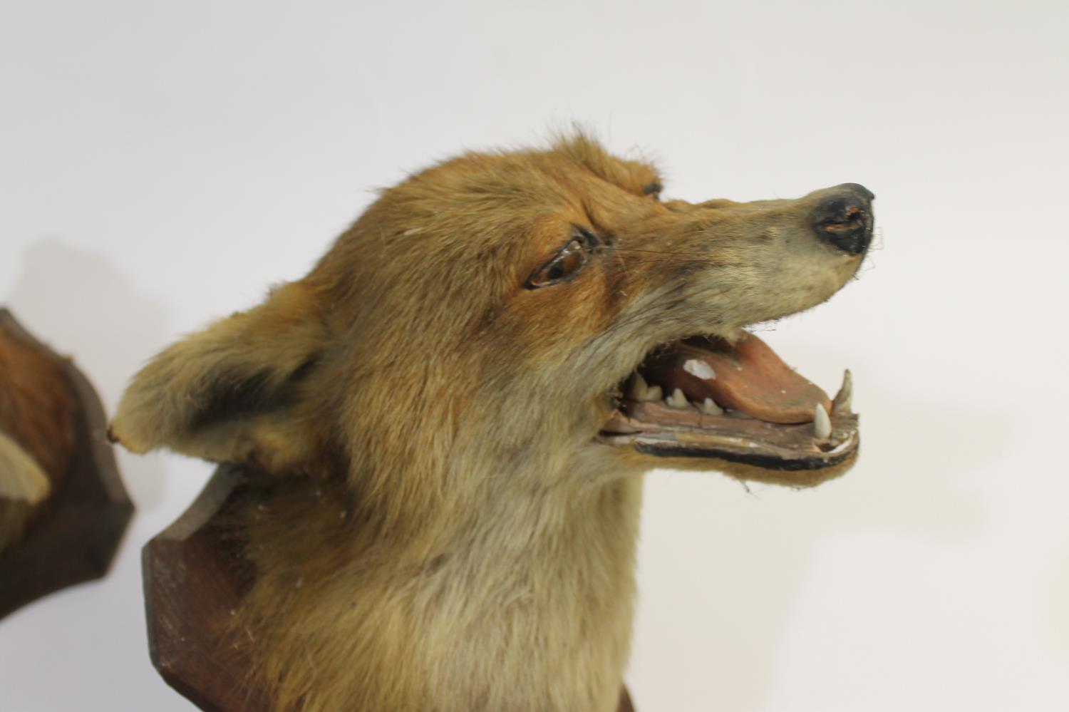 TAXIDERMY - TWO PETER SPICER FOX MASKS, DULVERTON FOX HOUNDS. - Image 12 of 12