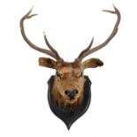 TAXIDERMY - STAG'S HEAD.