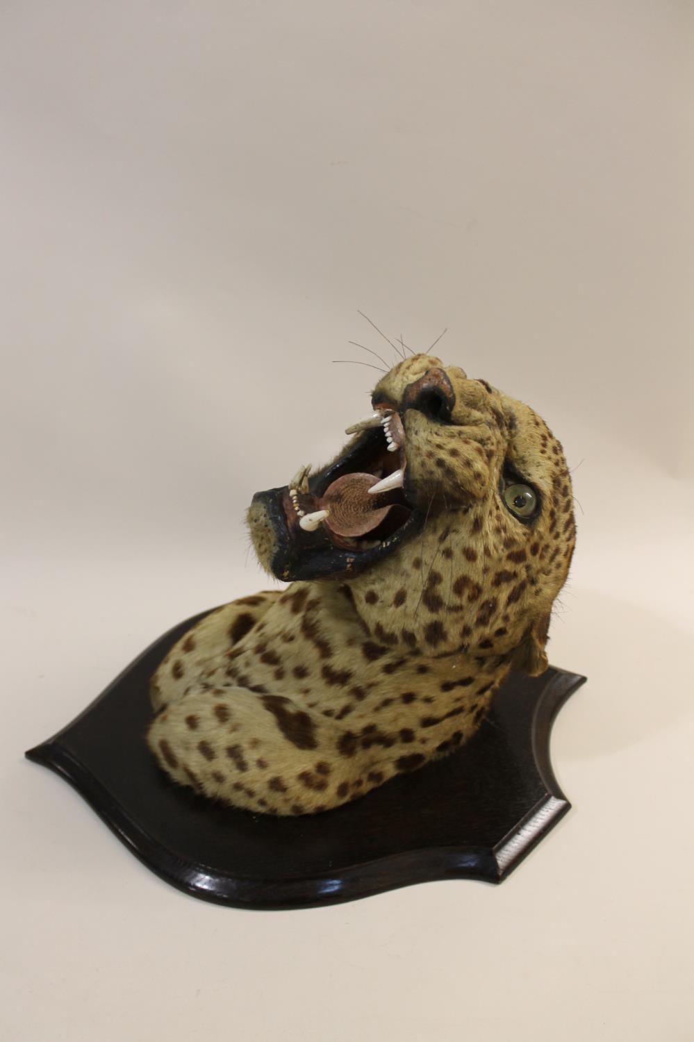 TAXIDERMY - MOUNTED LEOPARD HEAD, INDIAN INTEREST. - Image 10 of 23