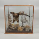 TAXIDERMY - CASED BUZZARD & RABBITS.