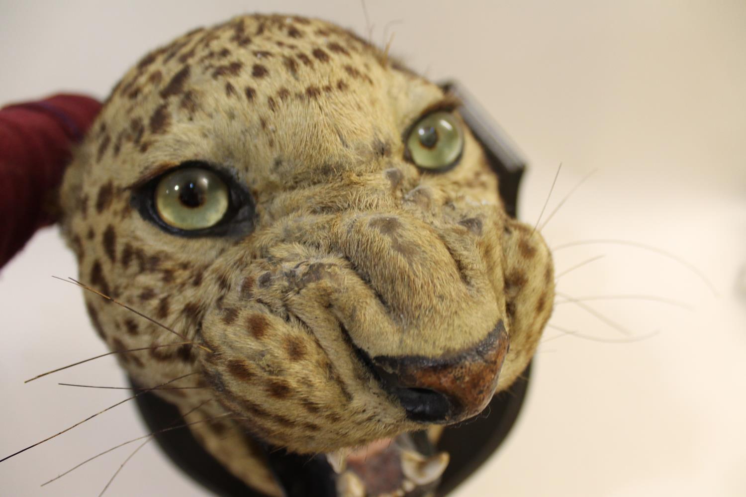 TAXIDERMY - MOUNTED LEOPARD HEAD, INDIAN INTEREST. - Image 15 of 23