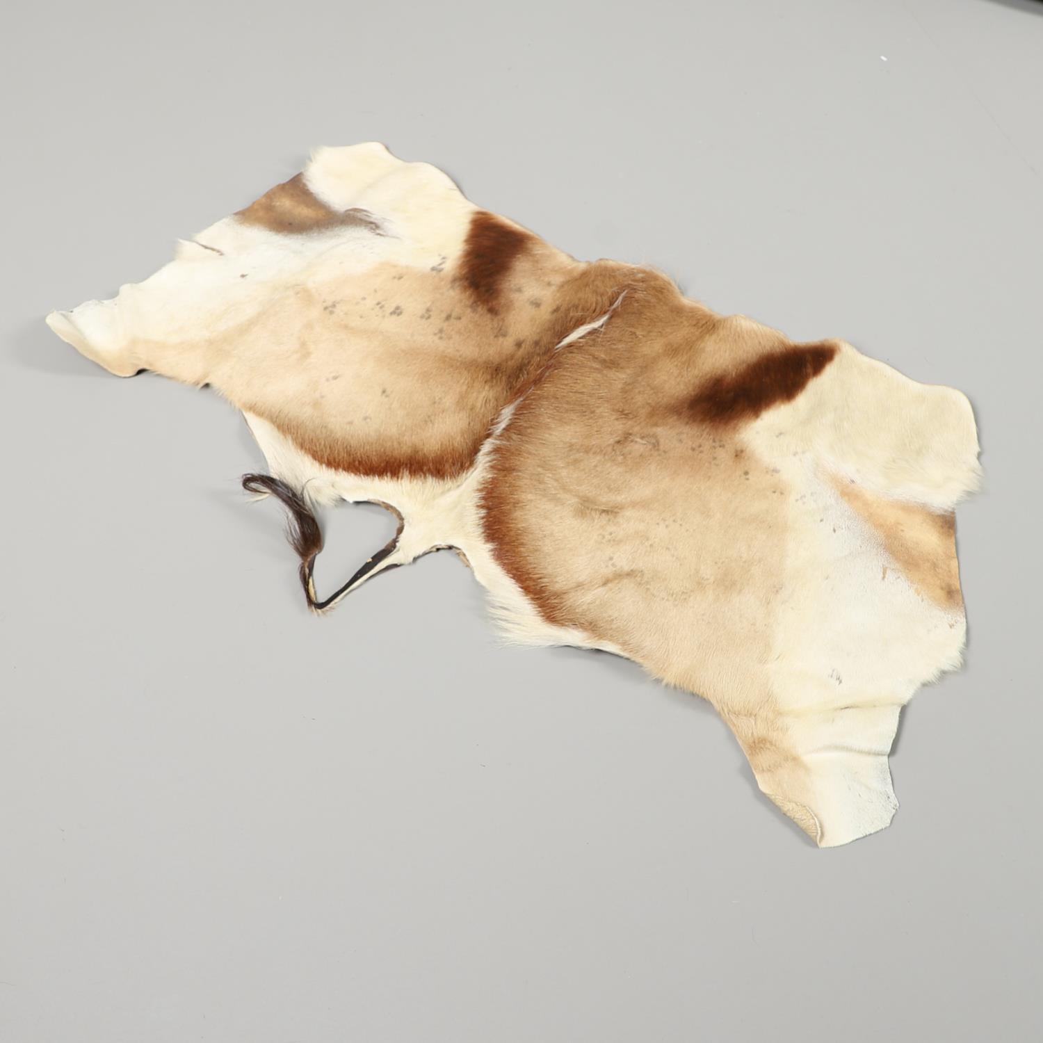 VARIOUS ANIMAL SKINS. - Image 12 of 12