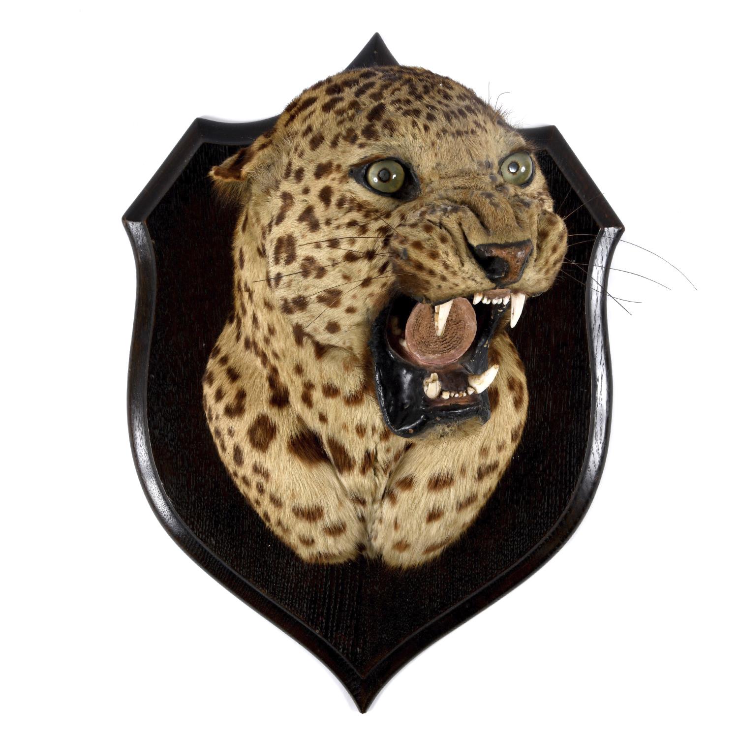 TAXIDERMY - MOUNTED LEOPARD HEAD, INDIAN INTEREST. - Image 2 of 23