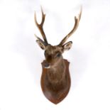 TAXIDERMY - SIKA STAG.