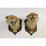 TAXIDERMY - TWO PETER SPICER FOX MASKS, DULVERTON FOX HOUNDS.