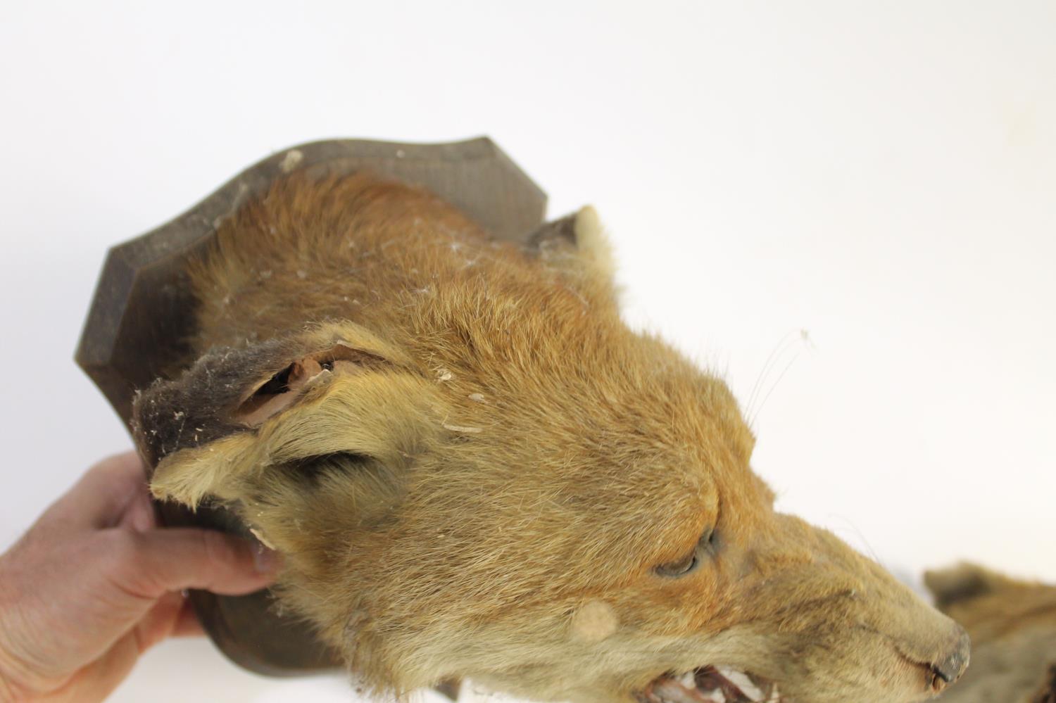 TAXIDERMY - TWO PETER SPICER FOX MASKS, DULVERTON FOX HOUNDS. - Image 10 of 12