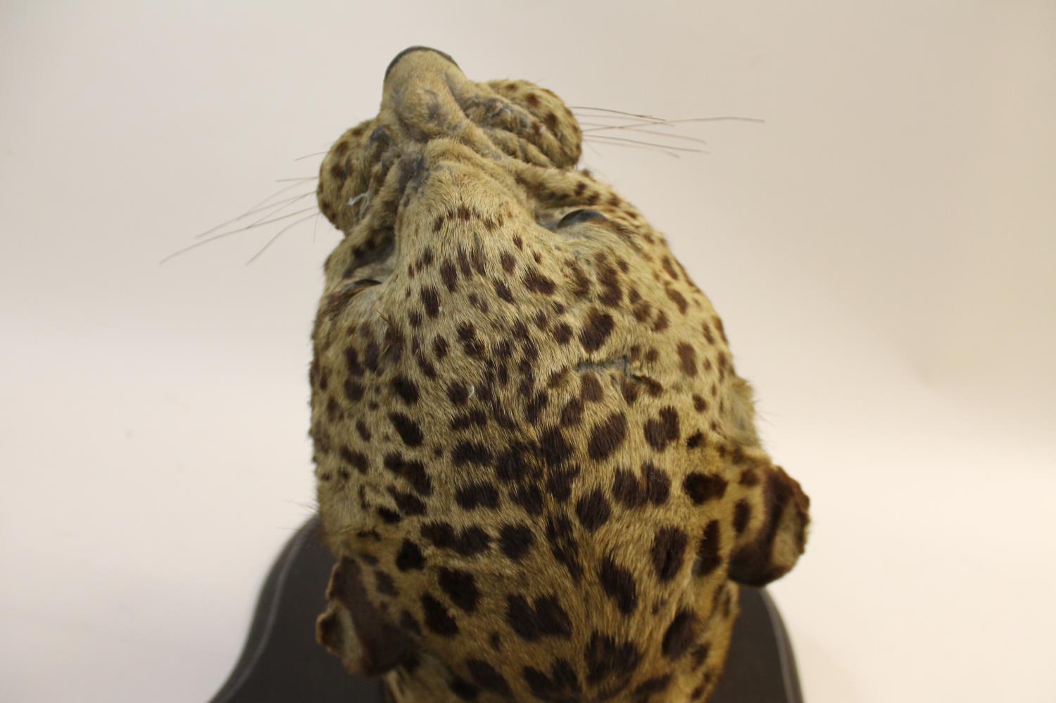 TAXIDERMY - MOUNTED LEOPARD HEAD, INDIAN INTEREST. - Image 18 of 23