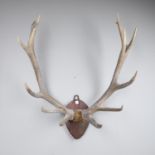 WAPITI OR ELK - A VERY LARGE SET OF ANTLERS ON A WOODEN SHIELD.