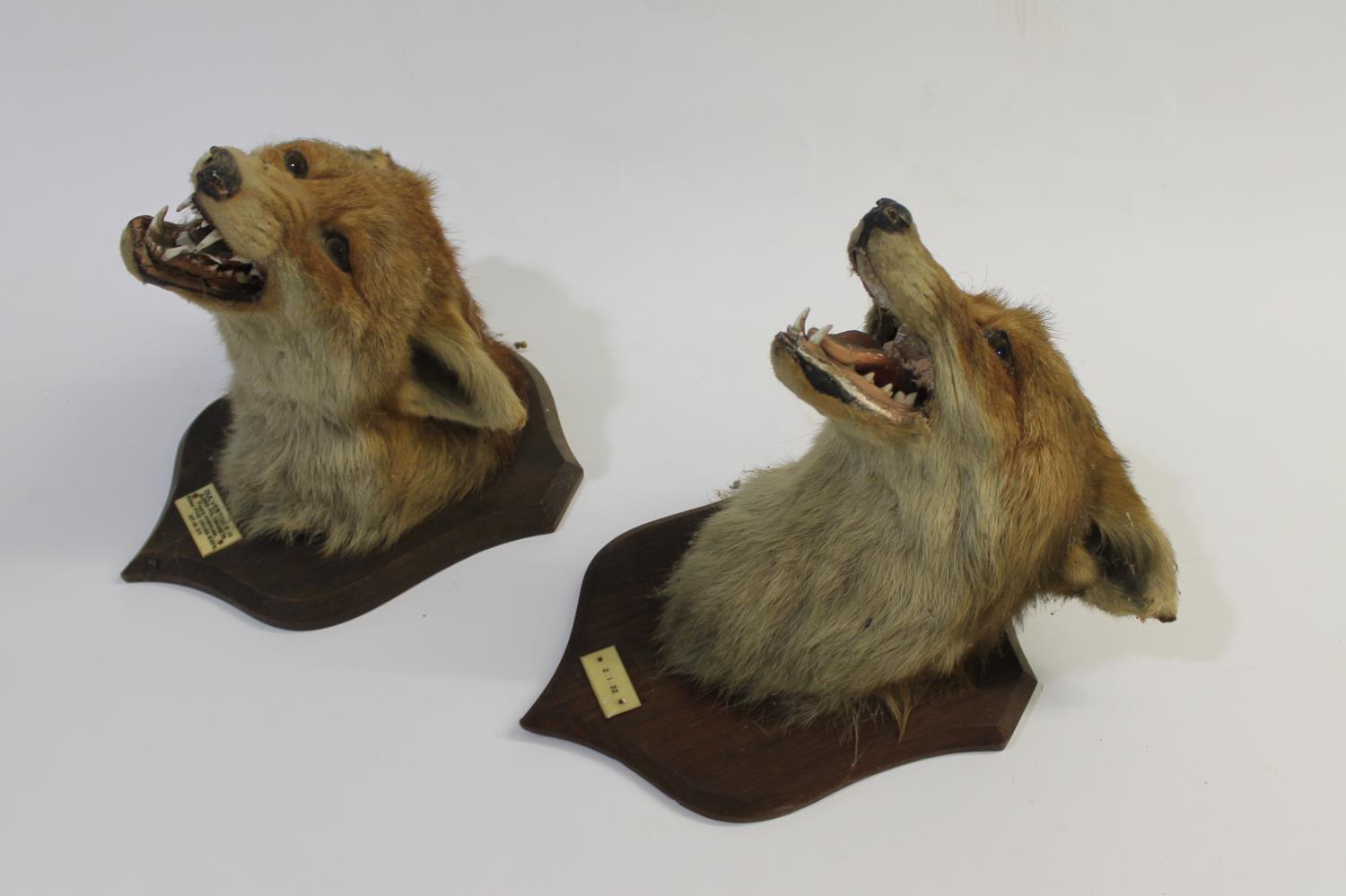 TAXIDERMY - TWO PETER SPICER FOX MASKS, DULVERTON FOX HOUNDS. - Image 11 of 12