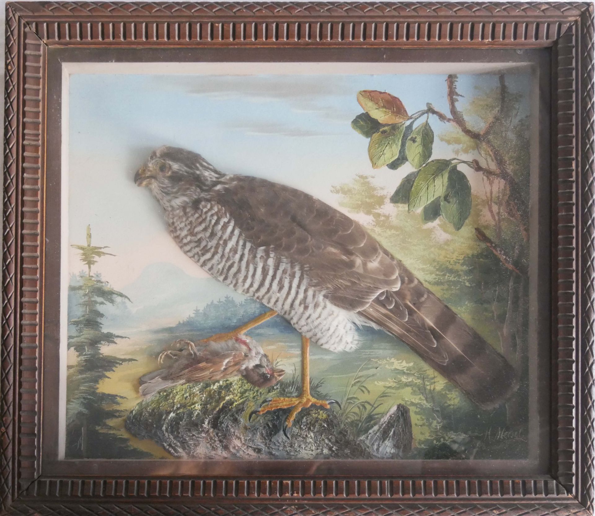 Nachbildung "Greifvogel auf der Jagd" mit echten Federn. Rechts unten Signatur H.Meisel. Hinter Glas