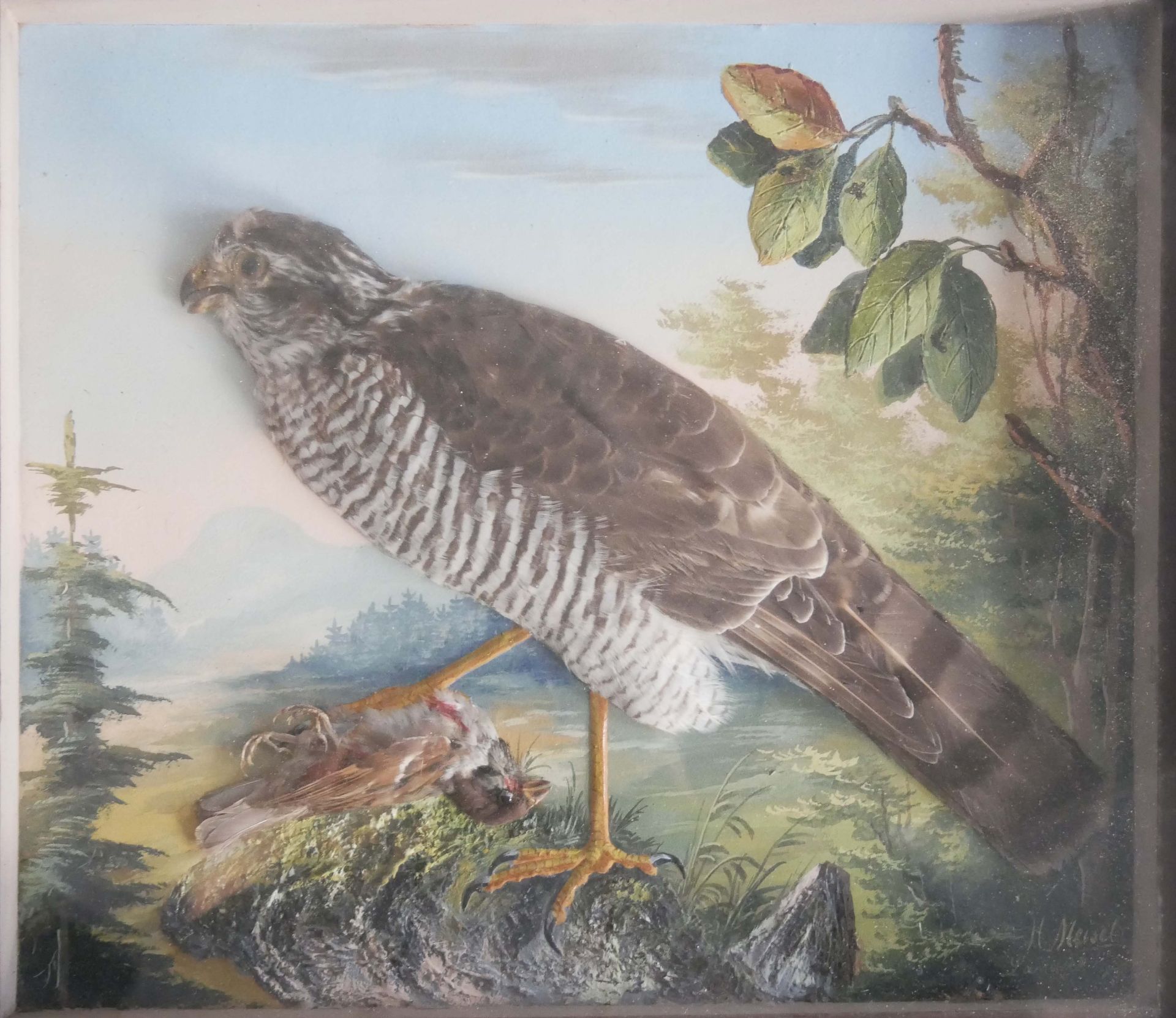 Nachbildung "Greifvogel auf der Jagd" mit echten Federn. Rechts unten Signatur H.Meisel. Hinter Glas - Image 2 of 3