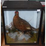 TWO VICTORIAN CASED TAXIDERMY FIGURES OF GAME BIRDS, INCLUDING A RED GROUSE SHOT IN NORTH WALES