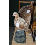 TWO TAXIDERMY GAME BIRDS INCLUDING A GROUSE IN FLIGHT MOUNTED ON A NATURALISTIC BARK AND MOSS STAND,