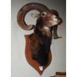 20TH CENTURY TAXIDERMY MOUFLON ON OAK SHIELD, WITH PRESENTATION PLAQUE '25.1.1964, GRAF ZU SOLMS-