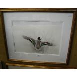 •AR BEN HOSKYNS (CONTEMPORARY BRITISH SCHOOL) A STUDY OF A FLYING TEAL WATERCOLOUR ON PAPER,
